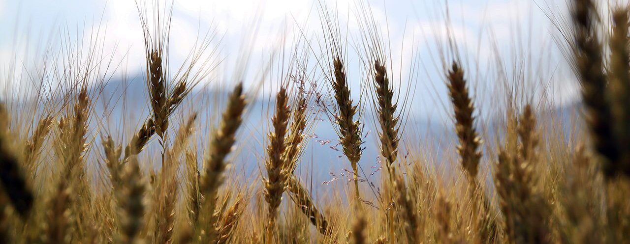 wheat
