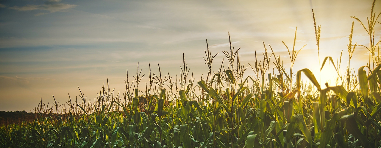 Commodity Futures Trading - Corn Field